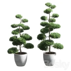 Bonsai with spherical branches